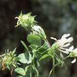 Trifolium clypeatum Flor