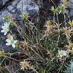Arenaria aggregata Hábito