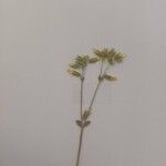 Cerastium brachypetalum Flower
