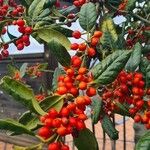 Ilex cornuta ഫലം