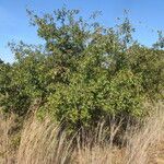 Sideroxylon lanuginosum Habit