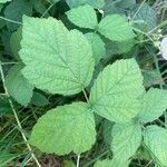 Rubus caesius ഇല