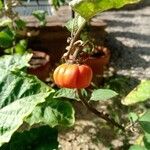 Solanum aethiopicum Плод