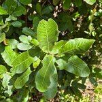 Pappea capensis Φύλλο