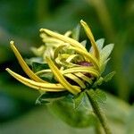 Rudbeckia fulgida Flower