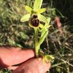 Ophrys aranifera Інше