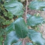 Itea ilicifolia Ліст