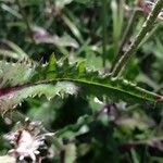 Lactuca macrophylla Hoja