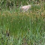 Eleocharis quinqueflora Habit