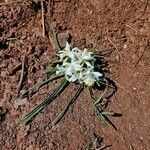 Leucocrinum montanum Flor