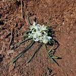 Leucocrinum montanum Flower