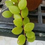 Sphyrospermum buxifolium Blatt