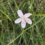 Stephanomeria virgata Flower