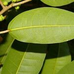 Ficus citrifolia 葉