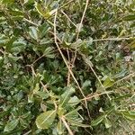 Quercus phillyreoides Yaprak