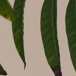 Annona reticulata Hoja