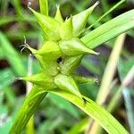 Carex intumescens 花