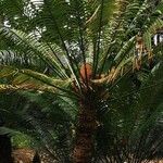 Cycas seemannii Leht