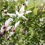 Fumaria capreolata Flower