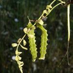 Astragalus pelecinus Frucht