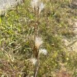 Andropogon ternarius Blüte