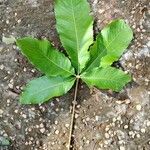 Myrianthus arboreus Blatt