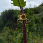 Scrophularia trifoliata Fleur