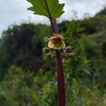 Scrophularia trifoliata Flower