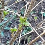 Ribes aureum Leaf