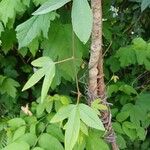 Passiflora manicata Frunză