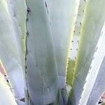 Agave americana Folha