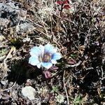 Gentiana depressa Fiore