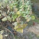 Vitex trifolia Frugt
