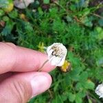 Achillea oxyloba Blomst