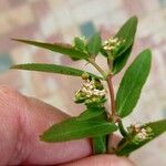 Euphorbia nutans Blatt