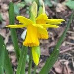 Narcissus cyclamineus 花