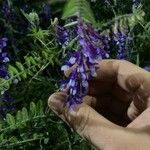 Vicia villosa Flower