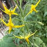 Solanum pimpinellifolium Blomma