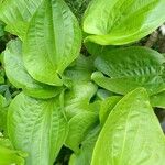 Echinodorus grandiflorus Folha