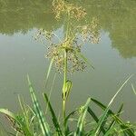 Scirpus sylvaticus 花