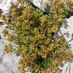 Saxifraga aizoides Hábito