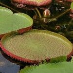 Victoria amazonica Foglia