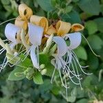 Lonicera caprifoliumFlower