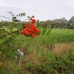 Sorbus aucupariaΛουλούδι