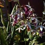 Calanthe tankervilleae Flower