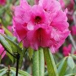Rhododendron strigillosum Flower