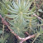 Petrosedum forsterianum Blad