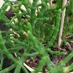 Salicornia europaea Ліст