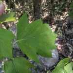 Torminalis glaberrima 葉