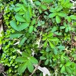 Acaena ovalifolia Leaf